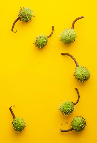 Castañas verdes sobre amarillo brillante —  Fotos de Stock