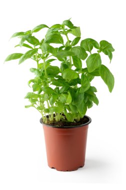 Çiçek saksısında taze fesleğen