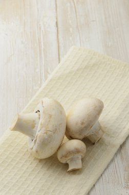 champignon mantarları