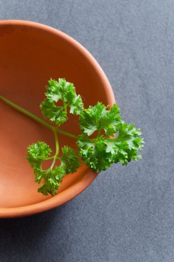 Seramik kase kıvırcık maydanoz