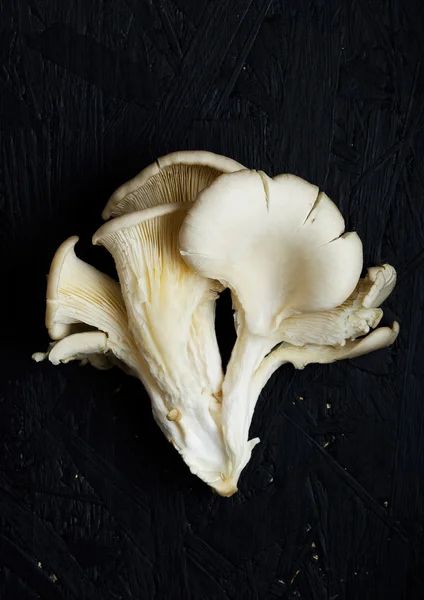 Pleurotus champignons — Photo