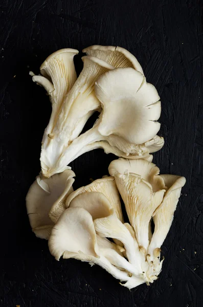 Pleurotus champignons — Photo