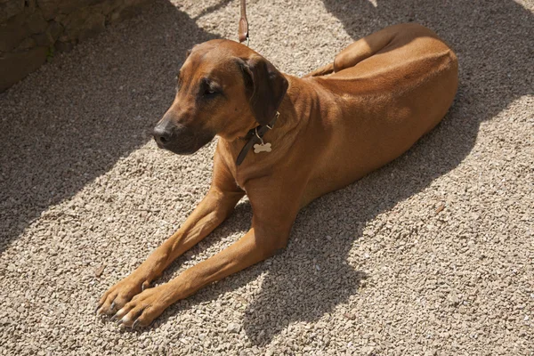 Rodosluların Tazılar