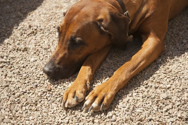 Rodosluların Tazılar