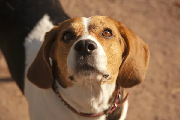 Beagle köpek