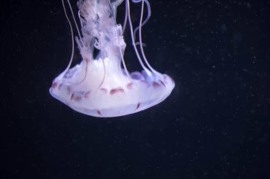 Blurry white colored jelly fishes floating on waters with long tentacles. White Pacific sea nettles clipart