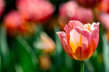 Singapur 'da bir çiçek bahçesinde turuncu laleler yeşil bulanık arkaplanlı