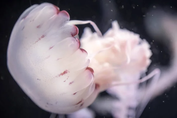 Blurry White Colored Jelly Fishes Floating Waters Long Tentacles White — Stock Photo, Image