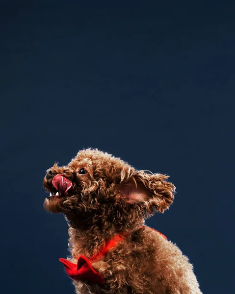 Chutné Pochoutky Pro Fotografie — Stock fotografie