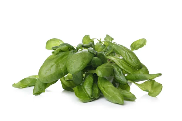 Isolated Basil White Background — Stock Photo, Image