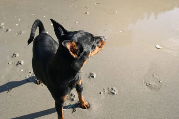 Kumsaldaki köpek başını dik tutarak izliyor.
