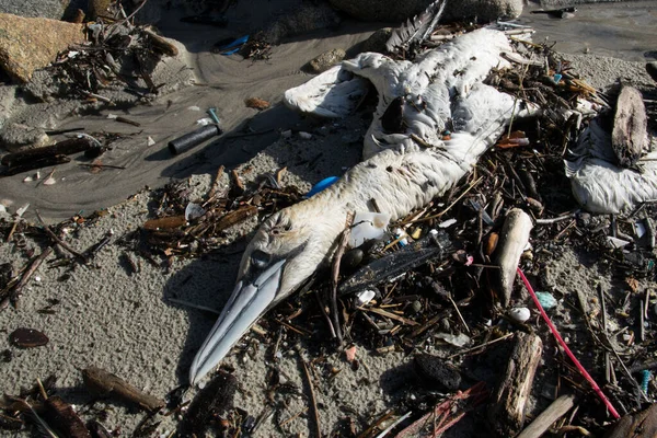 Plajda ölü ve çürümüş bir kuş, denizdeki plastik kirlilikten dolayı. Küresel sıcaklık.