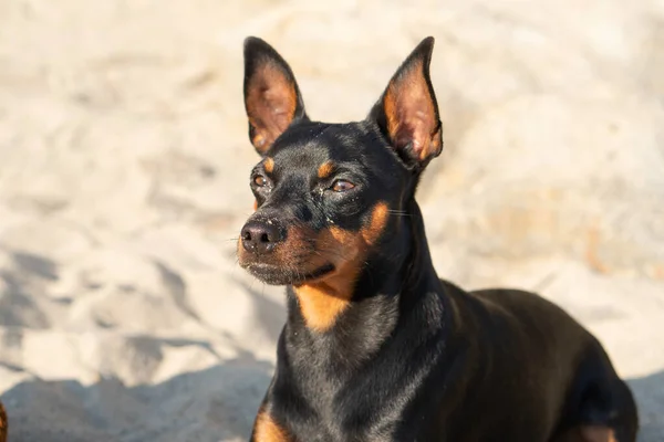 Malý Černý Pes Sedí Opalování Pláži — Stock fotografie