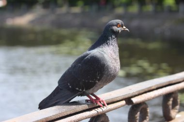 Güvercin köprü korkuluk oturur..