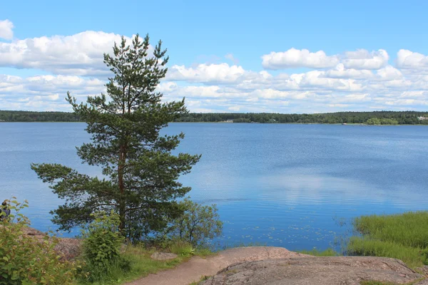 Leningrad Region doğası. Çam ağacı.