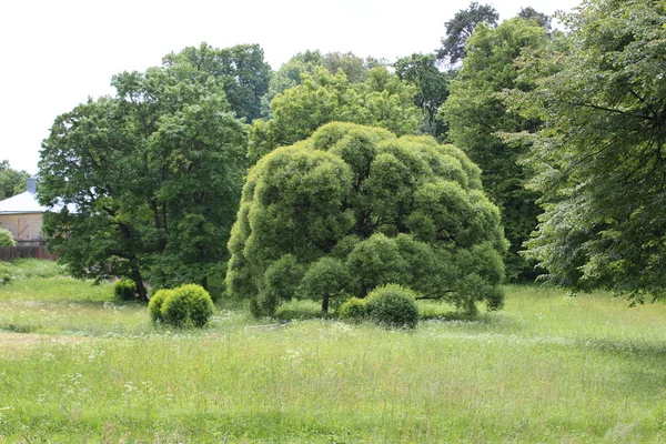 A natureza da região de Leningrado. O salgueiro quebradiço . — Fotografia de Stock