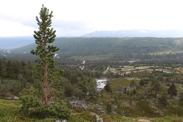 Pinetree. Paysage dans le parc national en Norvège . — Photo