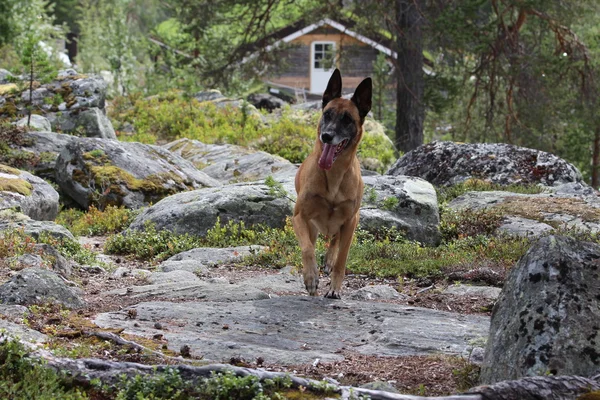 Um cão no Parque Nacional na Noruega . — Fotografia de Stock