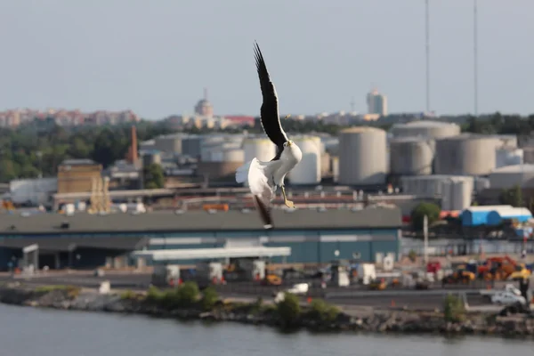 Una gaviota está volando en la ciudad de Estocolmo. Países Bajos . —  Fotos de Stock