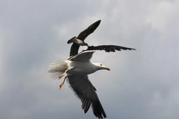 Чайка с чайкой-детенышем летит в небе . — стоковое фото