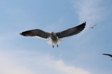 Bulutların üzerinde canlı martılar.