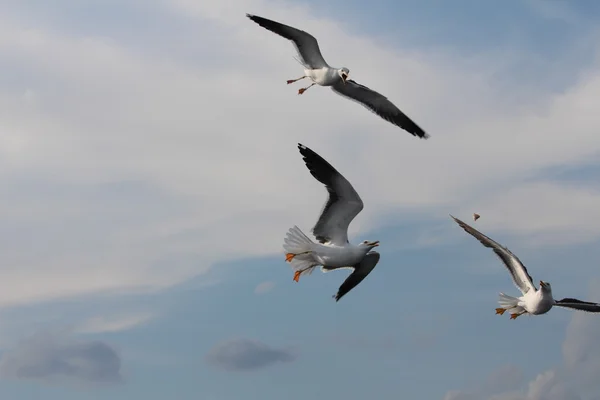 Three seagulls catch a piace of bread. — Stock Photo, Image