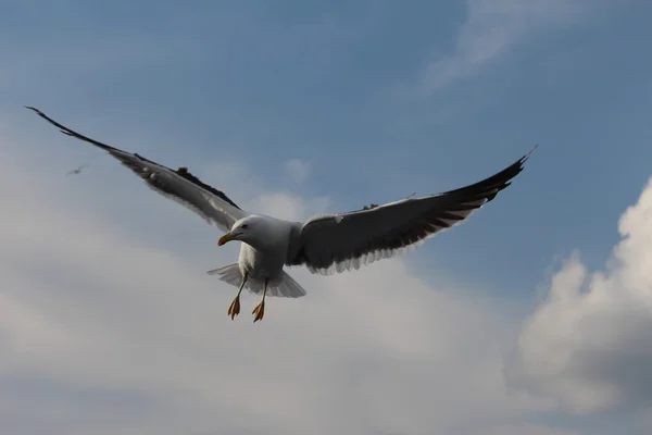 カモメが雲の中に住んでいます。. — ストック写真