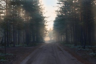 toprak yol ormandaki