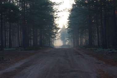 Ormanın içine toprak yol