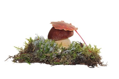 Bir cep mantar ve üst kısmında bu beyaz izole moss, haline bir kavak yaprağı