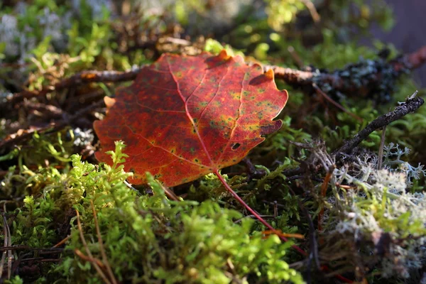 Espenblatt im Wald, Makro — Stockfoto