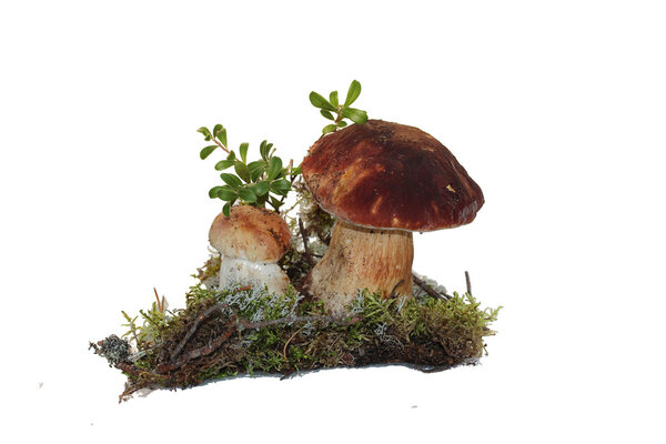 Два геккона гриба и веточка клюквы, выращенные в мох, изолированы на белом
