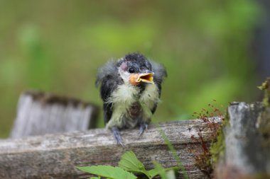 Bir yavru kuş gagası açık. Leningrad Region, Rusya Federasyonu
