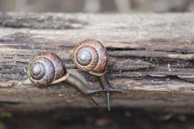 İki sarmal pomatia. Salyangoz. Leningrad Region, Rusya Federasyonu.