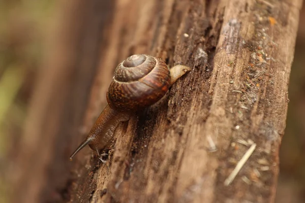 Μια pomatia ελίκων. Ένα σαλιγκάρι. Η περιφέρεια Λένινγκραντ, Ρωσία. — Φωτογραφία Αρχείου