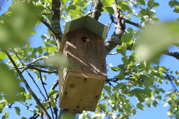 Uma caixa de nidificação. Verão na Região de Leningrado, Rússia — Fotografia de Stock