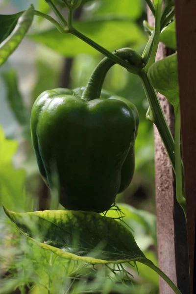 olgunlaşmamış biber