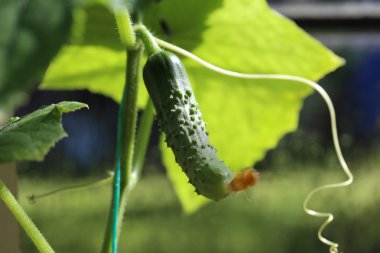 Salatalığın üzerinde şube.