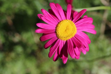 Bahçe papatya yakın çekim