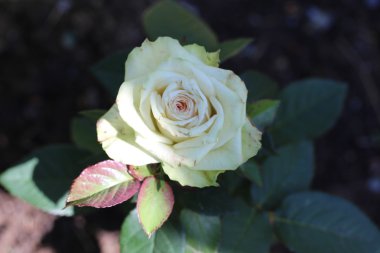 Gül çiçek yakın çekim