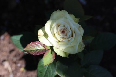 Gül çiçek yakın çekim