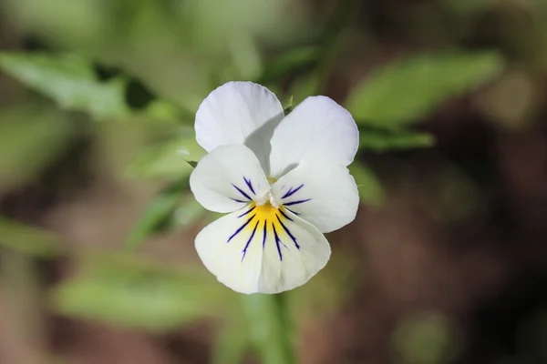 Sarı ve mor Merkezi ile beyaz viyola.