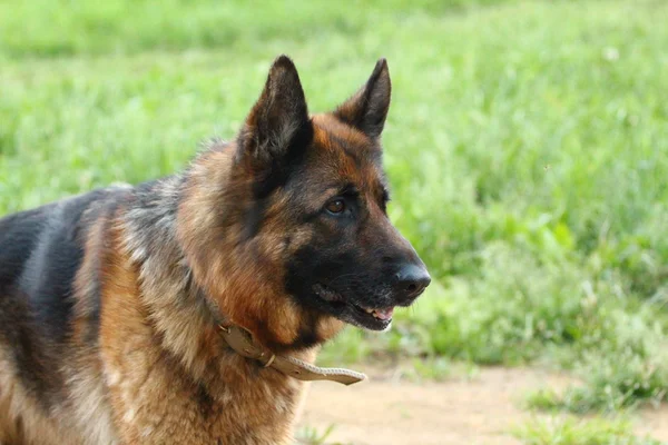 Får, hund på gräset. — Stockfoto