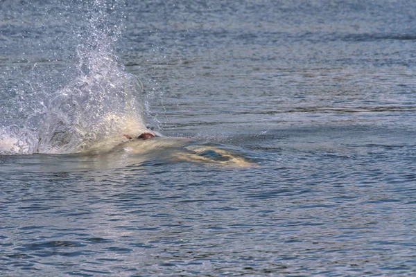 Action Photo Man di jet ski. Di bawah air . — Stok Foto