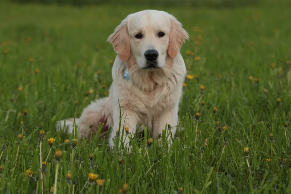 Golden retriever pup buiten. — Stockfoto