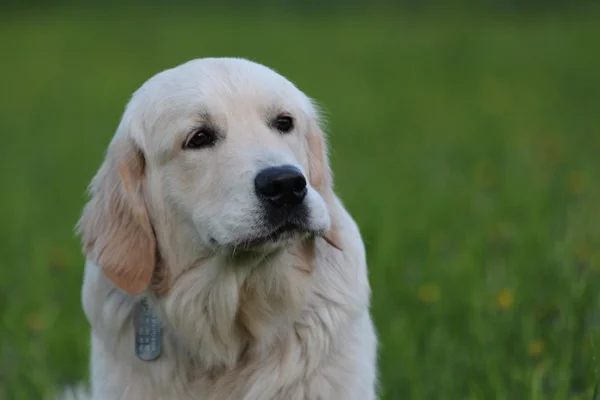 Golden Retriever pup buiten. Portret. — Stockfoto