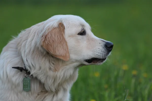 Zijaanzicht van gouden retriever pup buiten. — Stockfoto