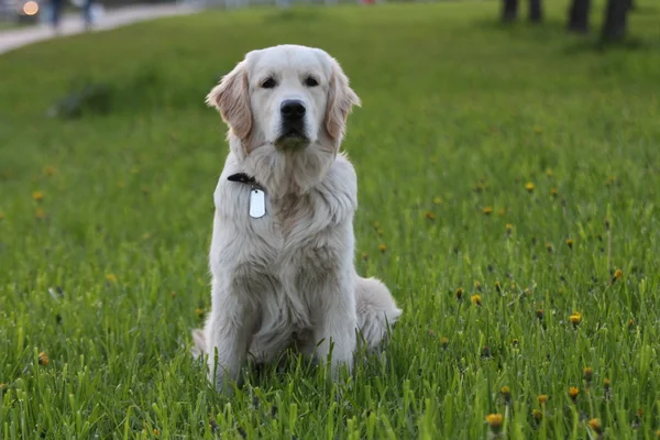 Golden Retriever cachorro ao ar livre . — Fotografia de Stock