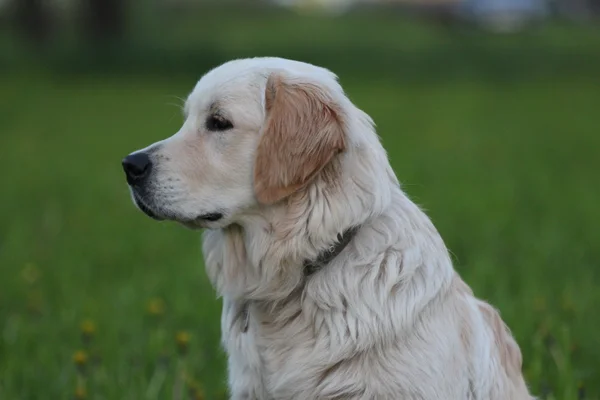 Zijaanzicht van gouden retriever pup. — Stockfoto