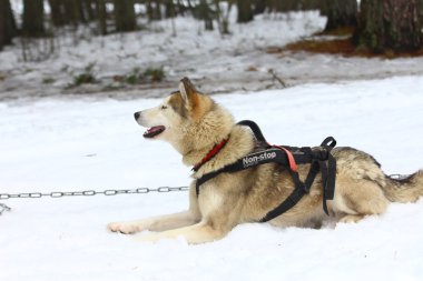 Siberian dış yapraklar koşum takımı içinde.